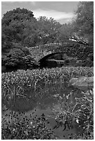 Aquatic plants and stone bridge, Central Park. NYC, New York, USA (black and white)