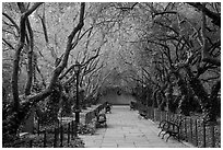 Crabapple Allees, Conservatory Garden. NYC, New York, USA (black and white)