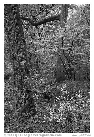 Redbud in bloom, Central Park. NYC, New York, USA (black and white)