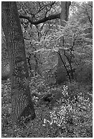 Redbud in bloom, Central Park. NYC, New York, USA ( black and white)