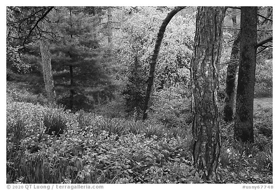 Springtime scene with wildblowers and trees in bloom, Central Park. NYC, New York, USA (black and white)