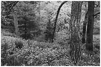 Springtime scene with wildblowers and trees in bloom, Central Park. NYC, New York, USA ( black and white)