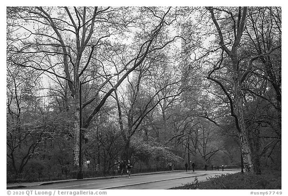 Central park alley in the spring. NYC, New York, USA (black and white)