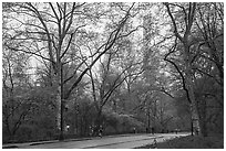 Central park alley in the spring. NYC, New York, USA ( black and white)