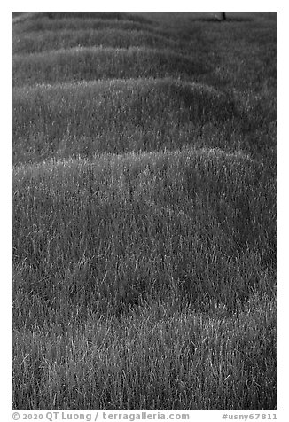 Grassy mounds, African Burial Ground National Monument. NYC, New York, USA