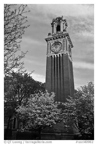 Trees in bloom and Carrie Tower, Brown University. Providence, Rhode Island, USA (black and white)