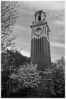 Trees in bloom and Carrie Tower, Brown University. Providence, Rhode Island, USA (black and white)