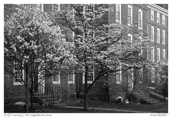 Dogwoods in bloom and University Hall at dusk, Brown University. Providence, Rhode Island, USA (black and white)