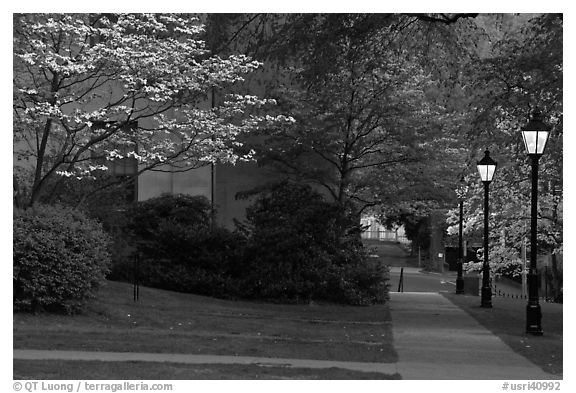 Walkway, lamps, and trees in bloom on Brown University campus. Providence, Rhode Island, USA (black and white)