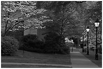 Walkway, lamps, and trees in bloom on Brown University campus. Providence, Rhode Island, USA (black and white)