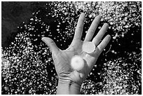 Hand holding large hailstones. Black Hills, South Dakota, USA (black and white)