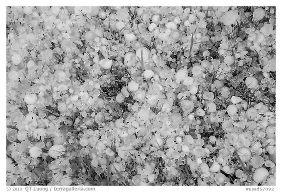 Close-up of hailstones covering meadow grass. Black Hills, South Dakota, USA