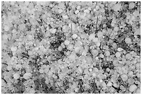 Close-up of hailstones covering meadow grass. Black Hills, South Dakota, USA (black and white)