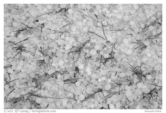 Large hailstones and grasses. Black Hills, South Dakota, USA