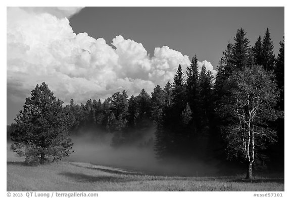 Forest, meadow, and cumulonimbus, Black Hills National Forest. Black Hills, South Dakota, USA (black and white)