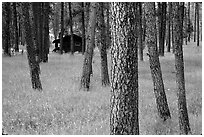 Cabins in forest, Custer State Park. Black Hills, South Dakota, USA ( black and white)