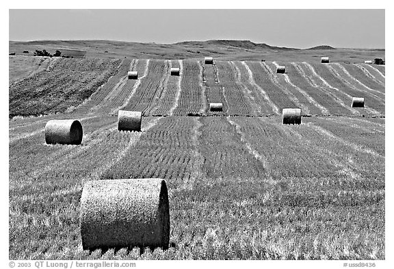 Field and rolls of hay. South Dakota, USA (black and white)