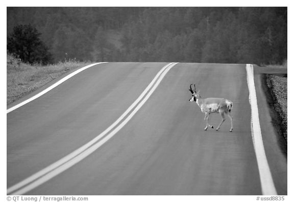 Pronghorn antelope crossing road, Custer State Park. Black Hills, South Dakota, USA (black and white)