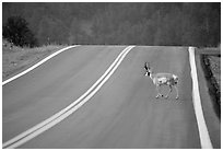 Pronghorn antelope crossing road, Custer State Park. Black Hills, South Dakota, USA (black and white)