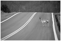 Pronghorn antelope crossing the road, Custer State Park. South Dakota, USA ( black and white)