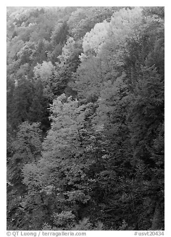 Multicolored trees on hill, Quechee Gorge. Vermont, New England, USA (black and white)