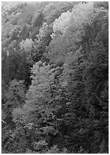 Multicolored trees on hill, Quechee Gorge. Vermont, New England, USA (black and white)