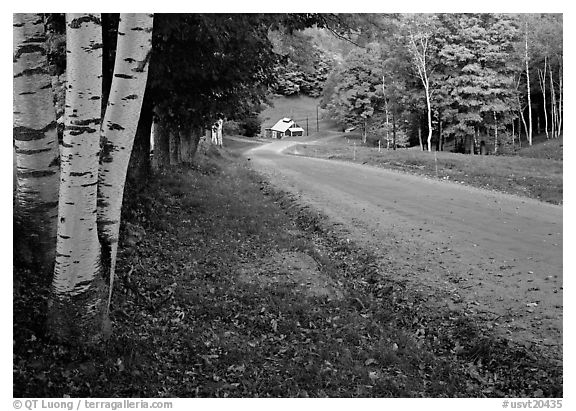 Birch trees and Sugar House in Reading. Vermont, New England, USA (black and white)