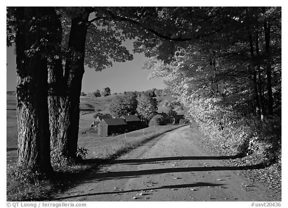 Maple trees, gravel road, and Jenne Farm, sunny autumn morning. USA (black and white)