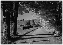 Maple trees, gravel road, and Jenne Farm, sunny autumn morning. Vermont, New England, USA ( black and white)