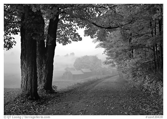 Maple trees, gravel road, and Jenne Farm, foggy autumn morning. Vermont, New England, USA (black and white)
