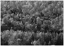 Hillside with trees in colorful fall foliage. USA ( black and white)