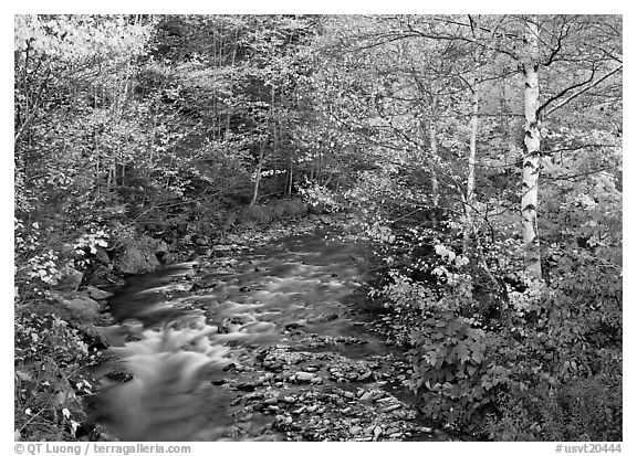 Stream and birch trees. Vermont, New England, USA (black and white)