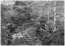 Stream and birch trees. USA ( black and white)