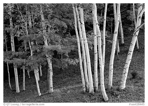 Birch trees. Vermont, New England, USA (black and white)