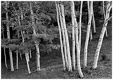 Birch trees. USA ( black and white)