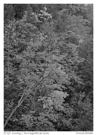 Maple tree with red leaves, Quechee Gorge. Vermont, New England, USA (black and white)
