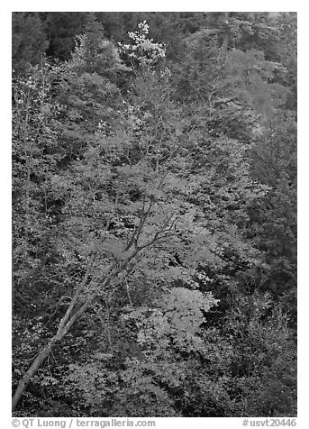 Maple tree with red leaves, Quechee Gorge. Vermont, New England, USA