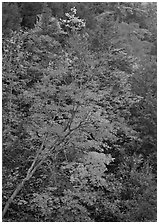 Maple tree with red leaves, Quechee Gorge. Vermont, New England, USA ( black and white)