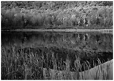 Reeds, and reflection of hill, Green Mountains. Vermont, New England, USA (black and white)