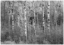 Birch trees and yellow leaves. Vermont, New England, USA (black and white)