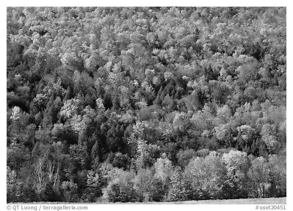 Hillside with trees in brilliant fall foliage. USA (black and white)