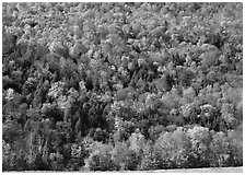 Hillside with trees in brilliant fall foliage. USA ( black and white)