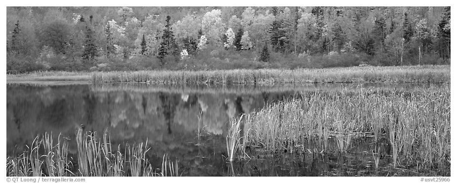 Pond with reeds and reflections of trees in autumn foliage. Vermont, New England, USA