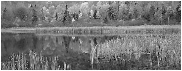 Pond with reeds and reflections of trees in autumn foliage. Vermont, New England, USA (black and white)