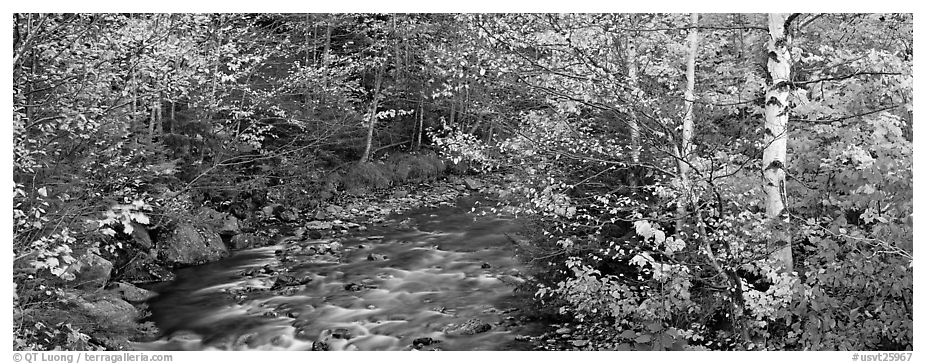 Autumn forest landscape with stream. Vermont, New England, USA (black and white)