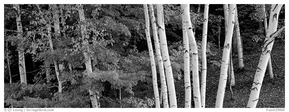White birch trees and forest in autumn foliage. Vermont, New England, USA (black and white)