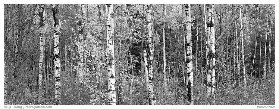 Forest scenery in autumn. Vermont, New England, USA (black and white)