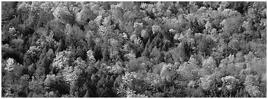 Trees in multicolored foliage on hillside. Vermont, New England, USA (Panoramic black and white)