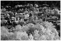 Village surounded by trees in brilliant fall colors. Vermont, New England, USA ( black and white)