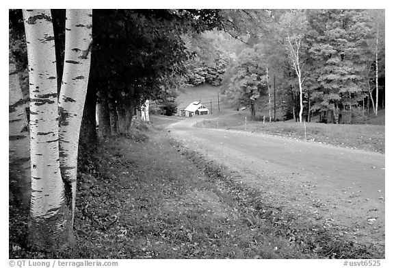 Birch trees and Sugar House in Reading. Vermont, New England, USA (black and white)